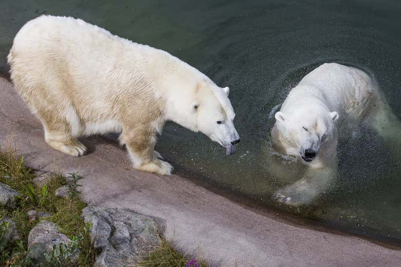 Pareja de osos polares en el Ranua Wildlife Park