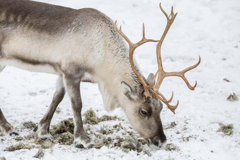 Ejemplar de reno finlandés