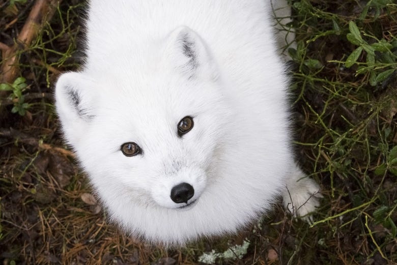 An adorable Arctic fox at the zoo