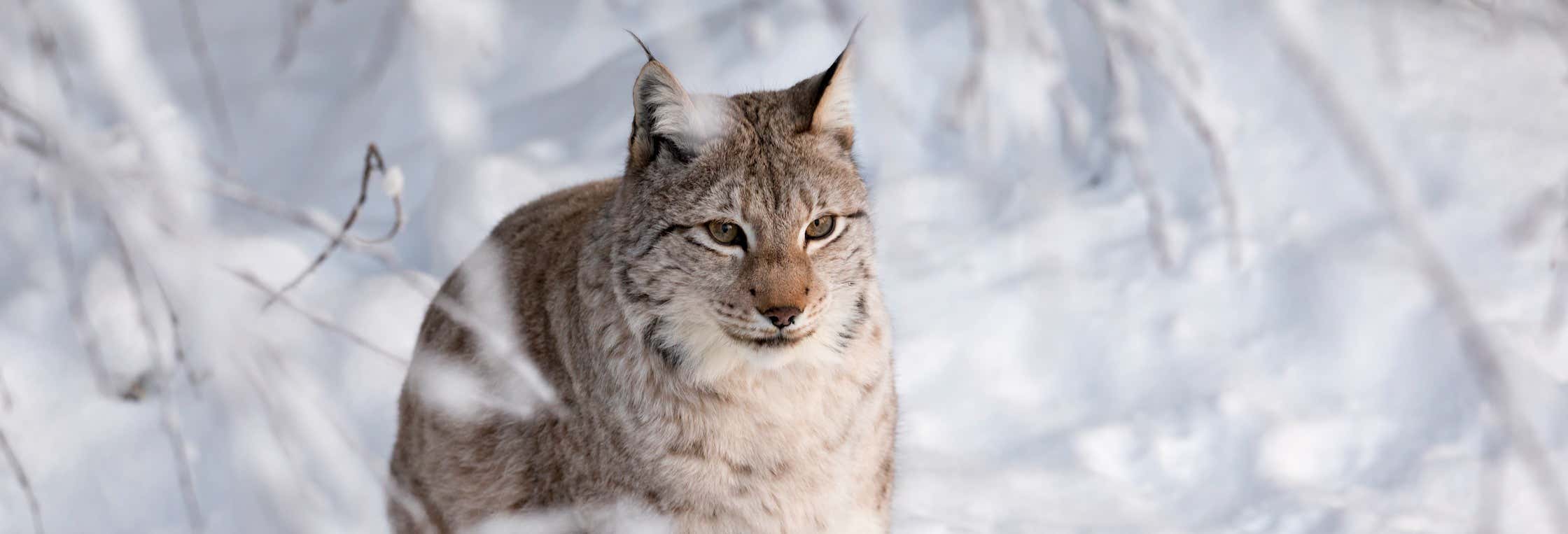 Excursions d'une journée à Rovaniemi