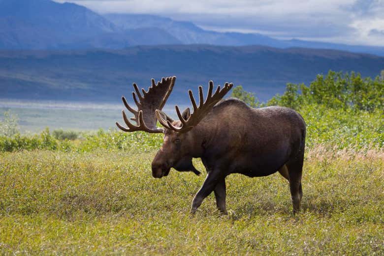 Avistamiento de alces en los bosques de Rovaniemi - Civitatis.com