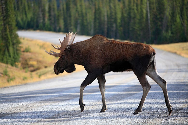 Moose in Lapland