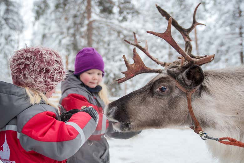 Meeting reindeer in Rovaniemi