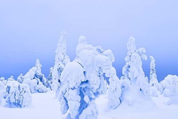 Árvores nevadas