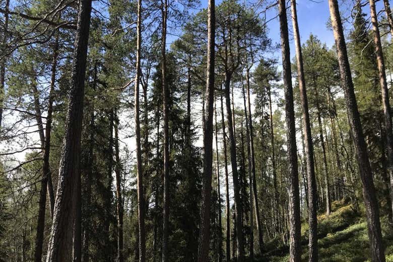 Les arbres de Rovaniemi en été