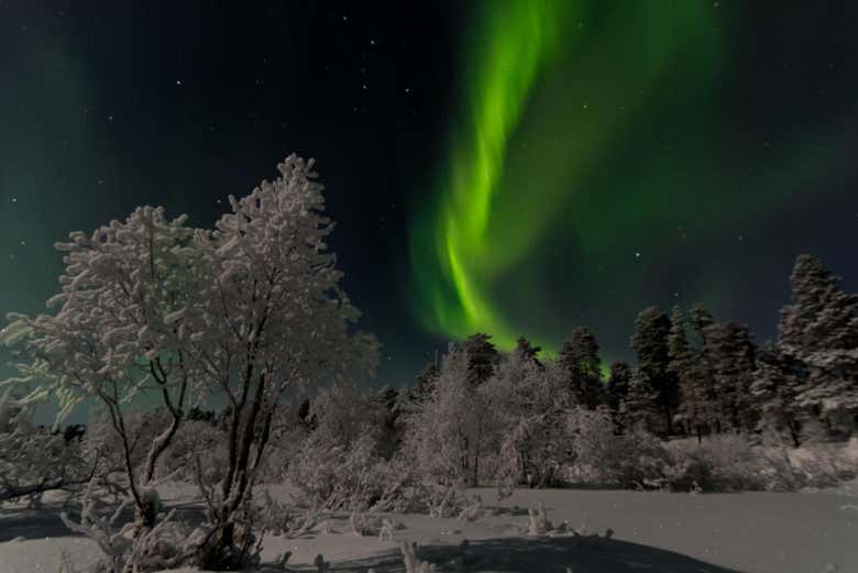 Snowy forests of Rovaniemi