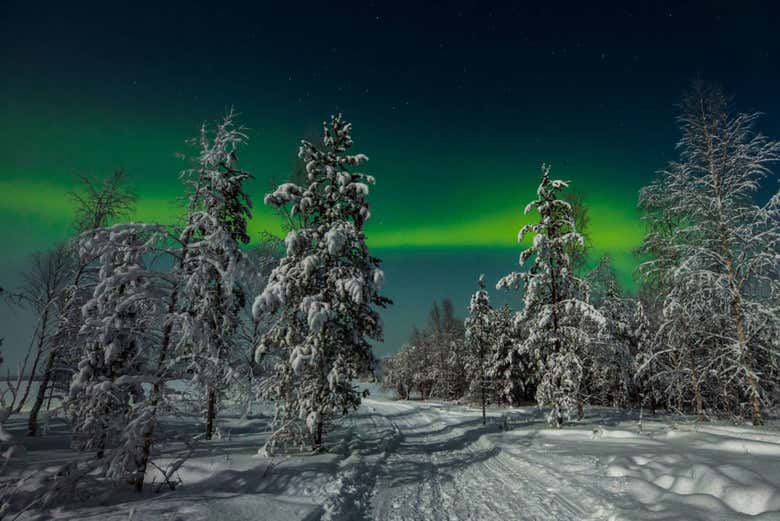 Bosque de Rovaniemi bajo la aurora boreal