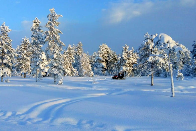 La forêt enneigée de Rovaniemi