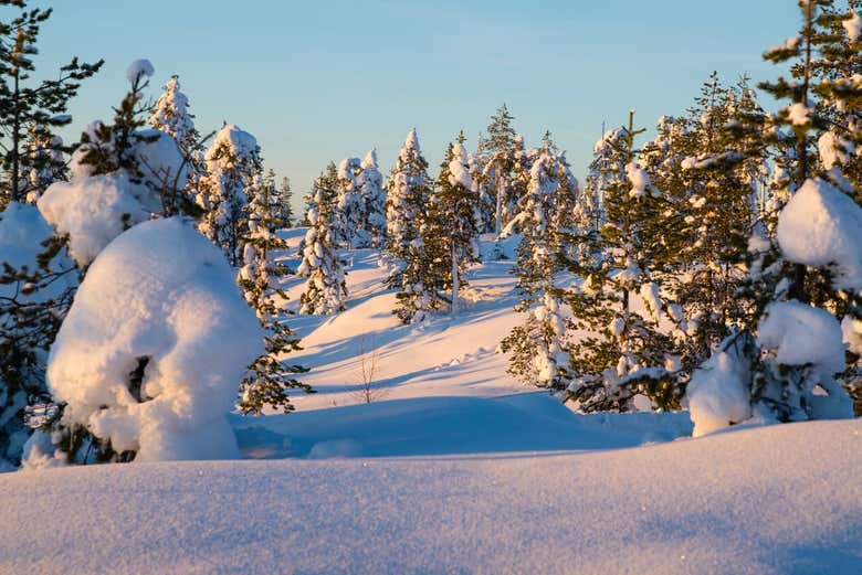Randonnée dans les forêts finlandaises