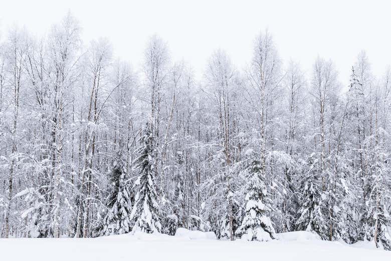 Bosque nevado en Rovaniemi
