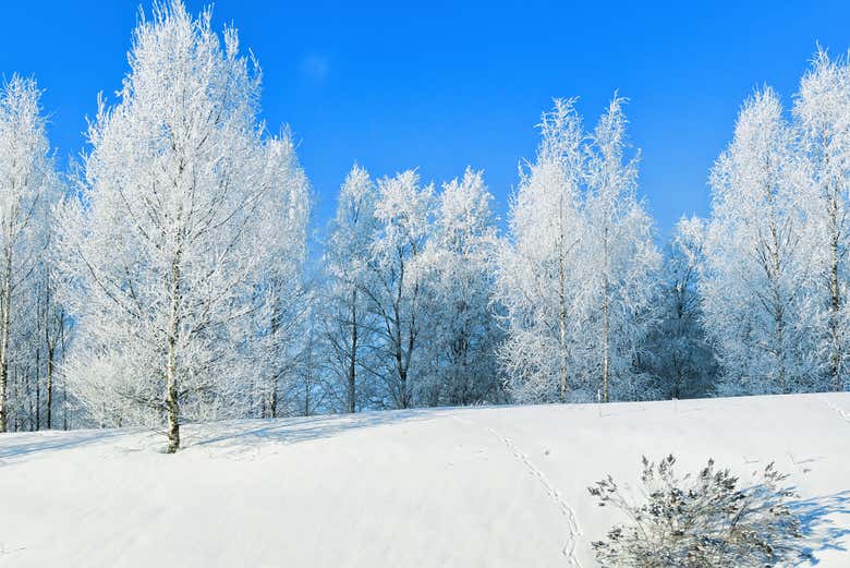 Bosques nevados de Rovaniemi