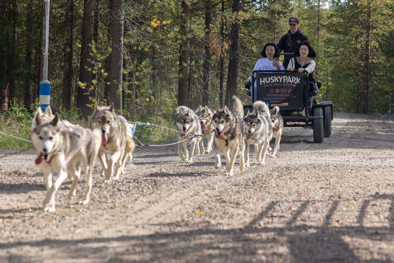 En otoño, podréis dar un paseo en un carro tirado por huskies
