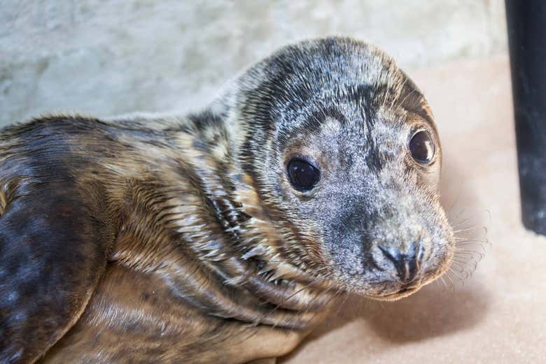 Cría de león marino en el zoo