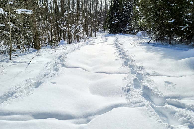 Explore this winter wonderland