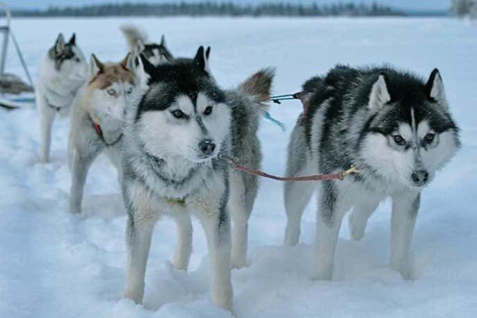 Algunos de los huskies que conoceremos