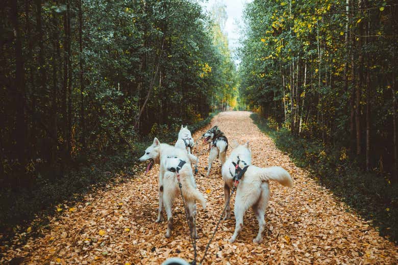 Disfrutando del paseo en carro en otoño