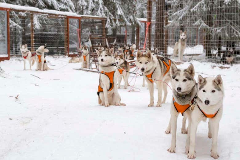 Huskies