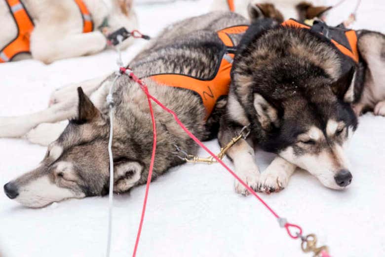 Granja de huskies