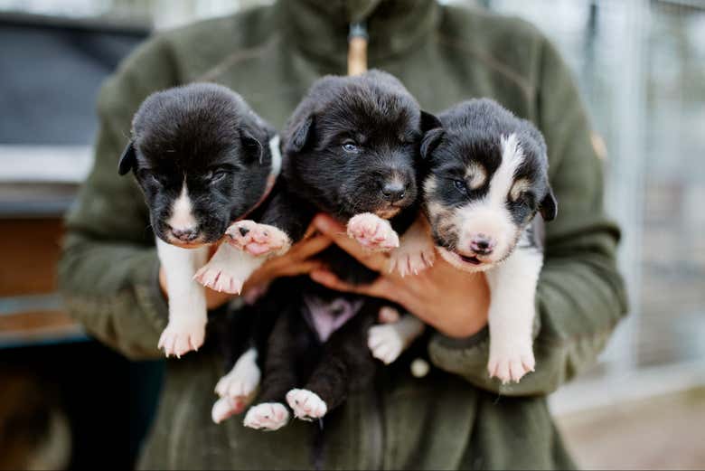 Meet husky pups