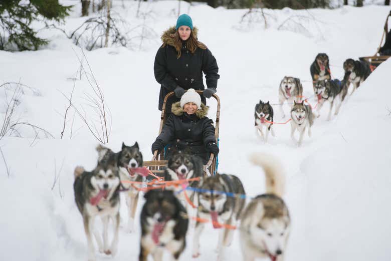 See the huskies pull the sleigh