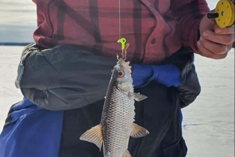 Mostrando la pesca del día