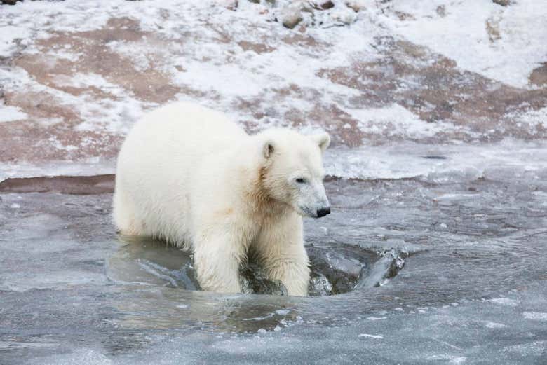Oso polar en el zoo de Ranua