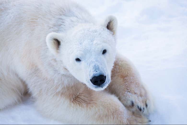 Un simpático oso polar