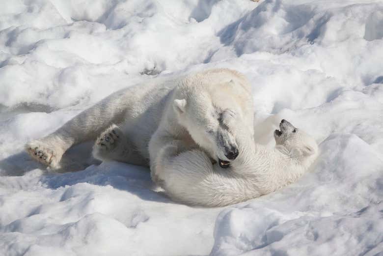 Osos polares jugando sobre la nieve