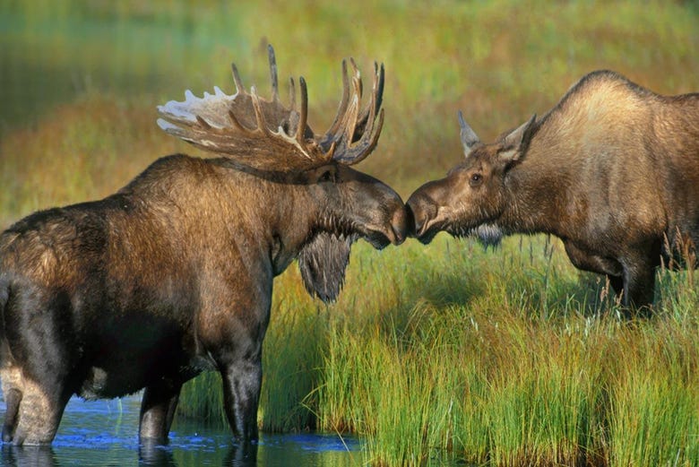 Moose kissing