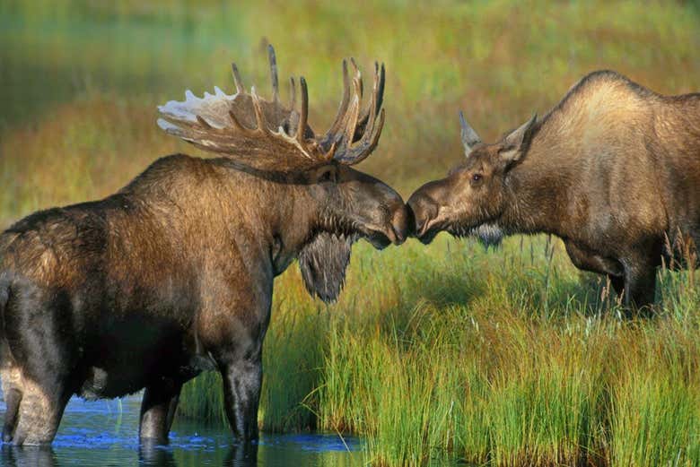 Pareja de alces