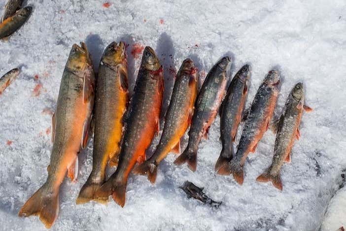 Pesca del día