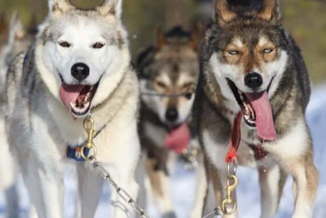 Perros husky corriendo a toda velocidad