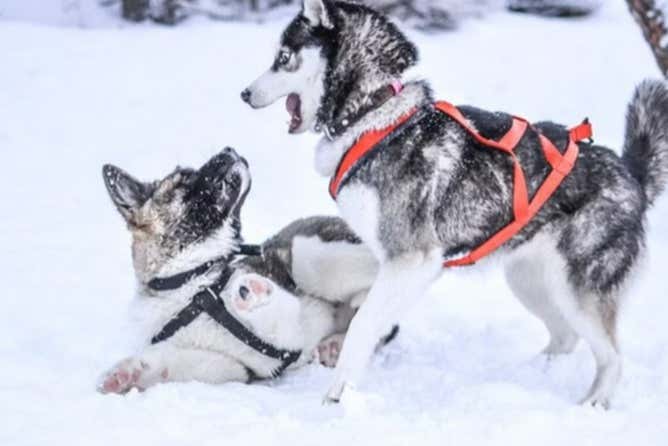 Perros husky jugando en la nieve