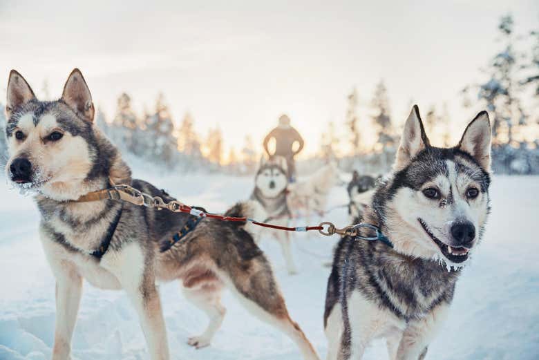 Beautiful husky dogs