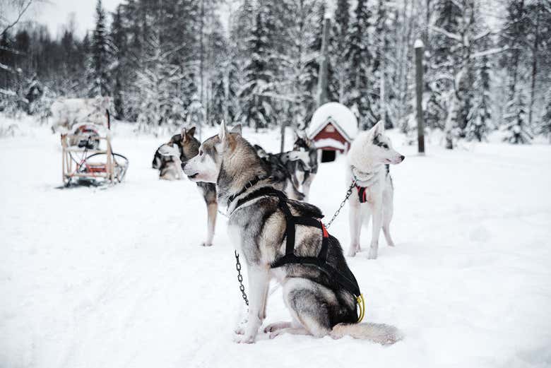 Perros husky en la nieve