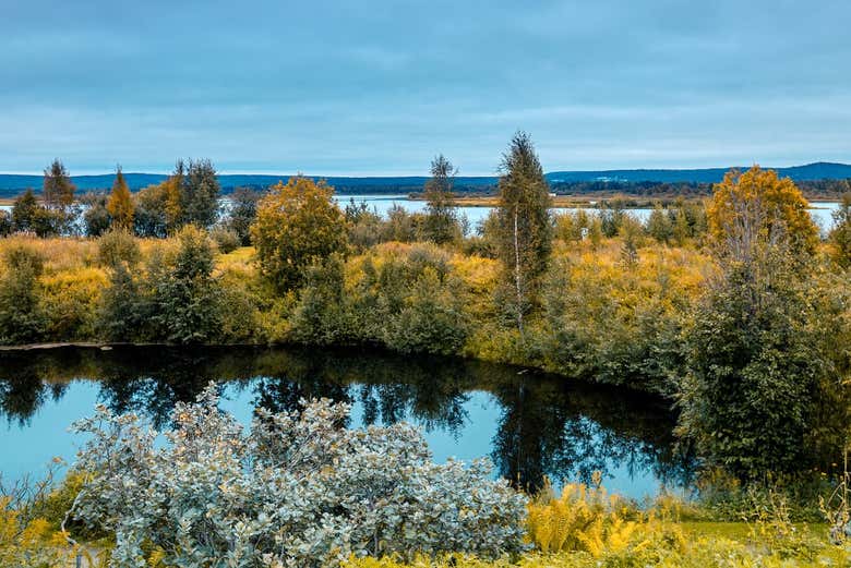 Les forêts de de Rovaniemi au printemps