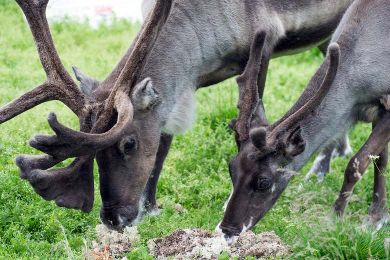 Reindeer eating on the farm