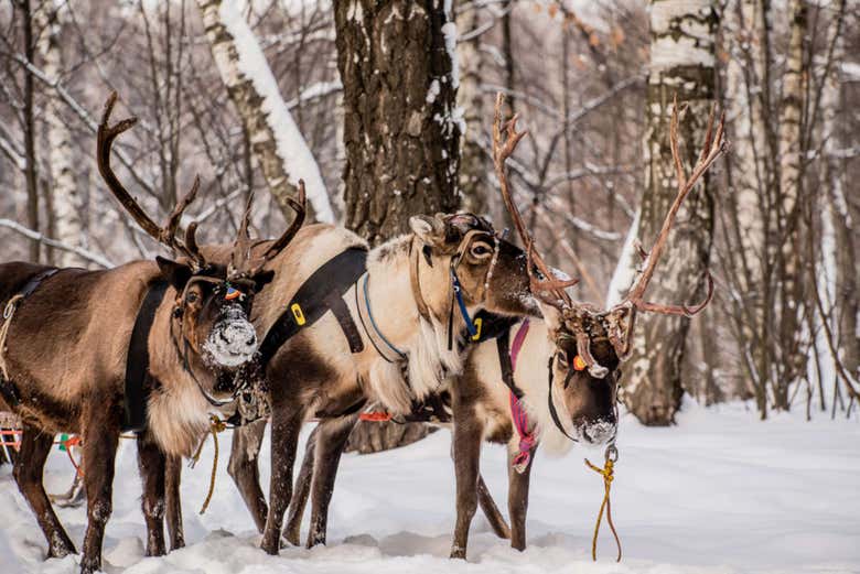 Renos en Rovaniemi
