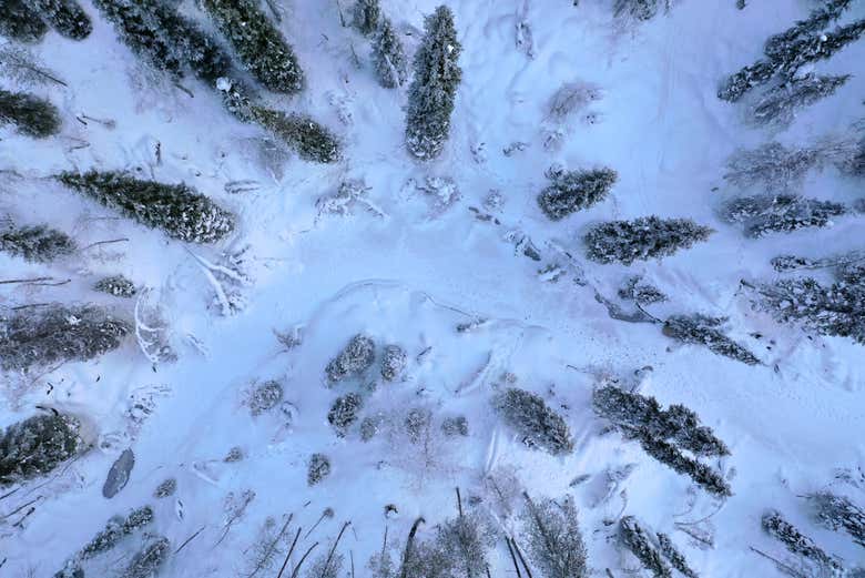 Vista aérea de los bosques nevados del Círculo Polar Ártico 