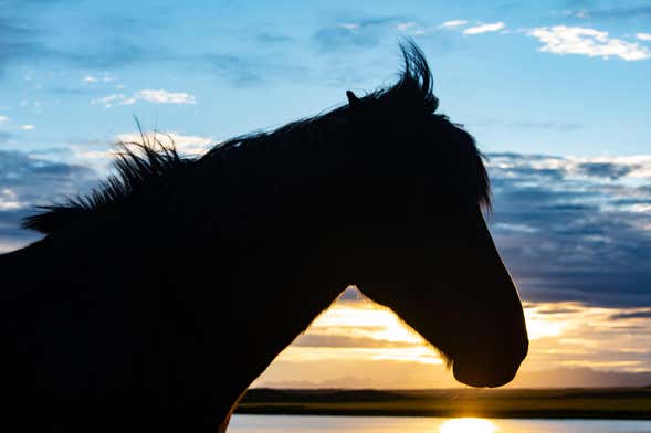 Passeggiata a cavallo al Circolo Polare Artico