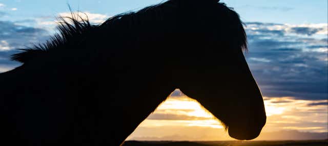 Passeggiata a cavallo al Circolo Polare Artico