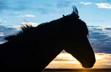 Paseo a caballo por el Círculo Polar Ártico