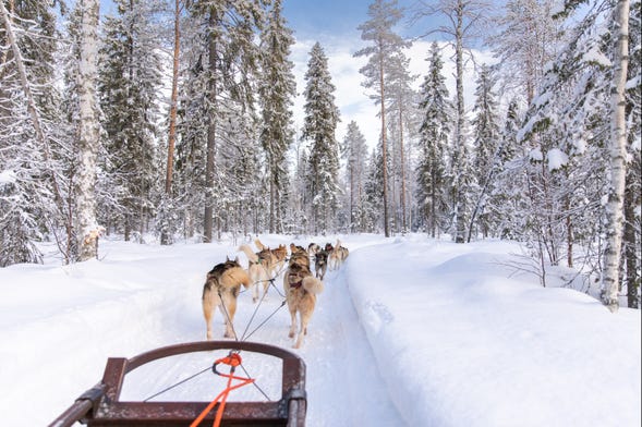 Balade en traîneau tiré par des chiens huskies à Rovaniemi