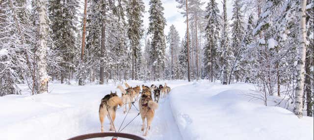 Balade en traîneau tiré par des chiens huskies