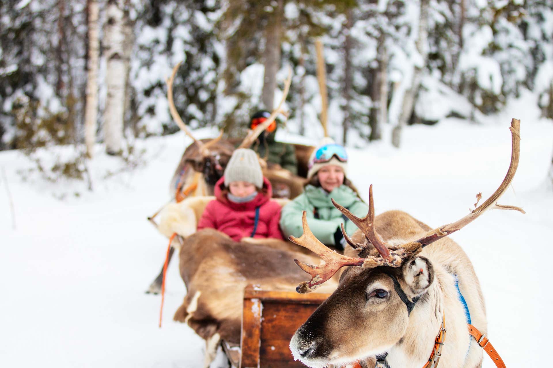 Reindeer Farm Visit
