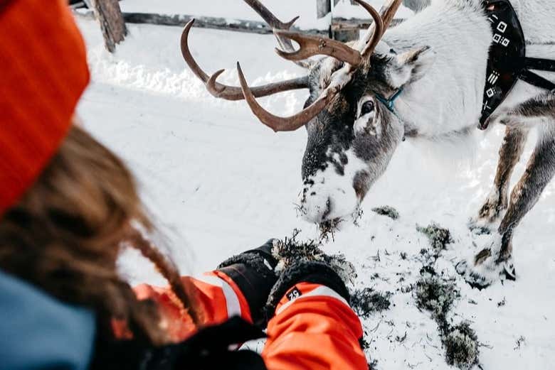 Feeding a reindeer