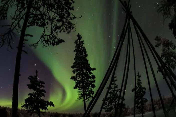 Foresta con aurora boreale