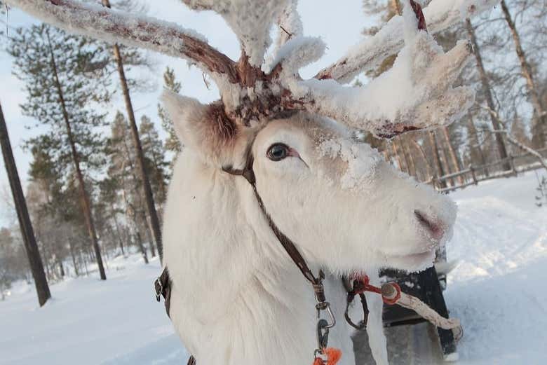 Uno de los renos que veremos