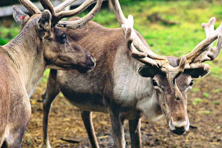 Due renne a Saariselkä