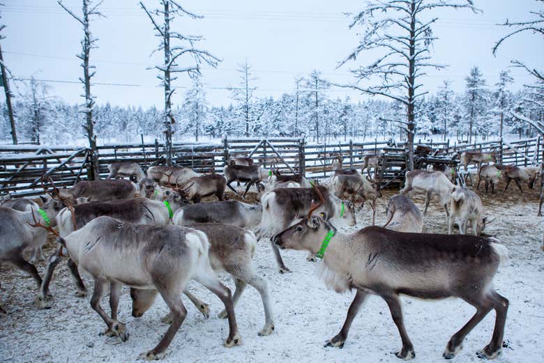 Renne dell'allevamento di Saariselkä